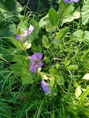Lycianthes moziniana