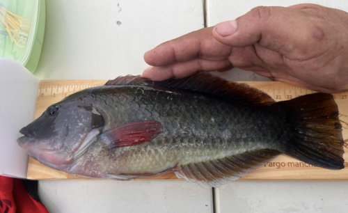 Mangrove wrasse (Halichoeres aestuaricola) — Labridae