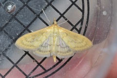 Paratalanta pandalis