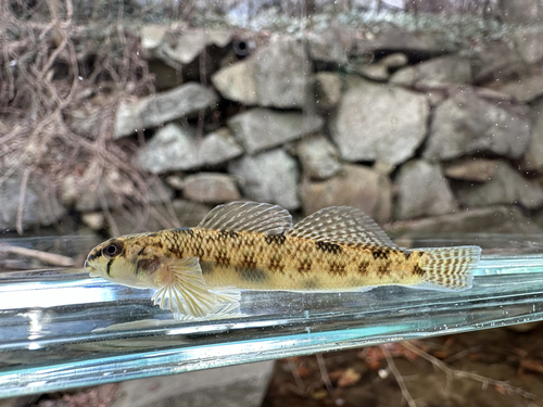 Northern Tessellated Darter