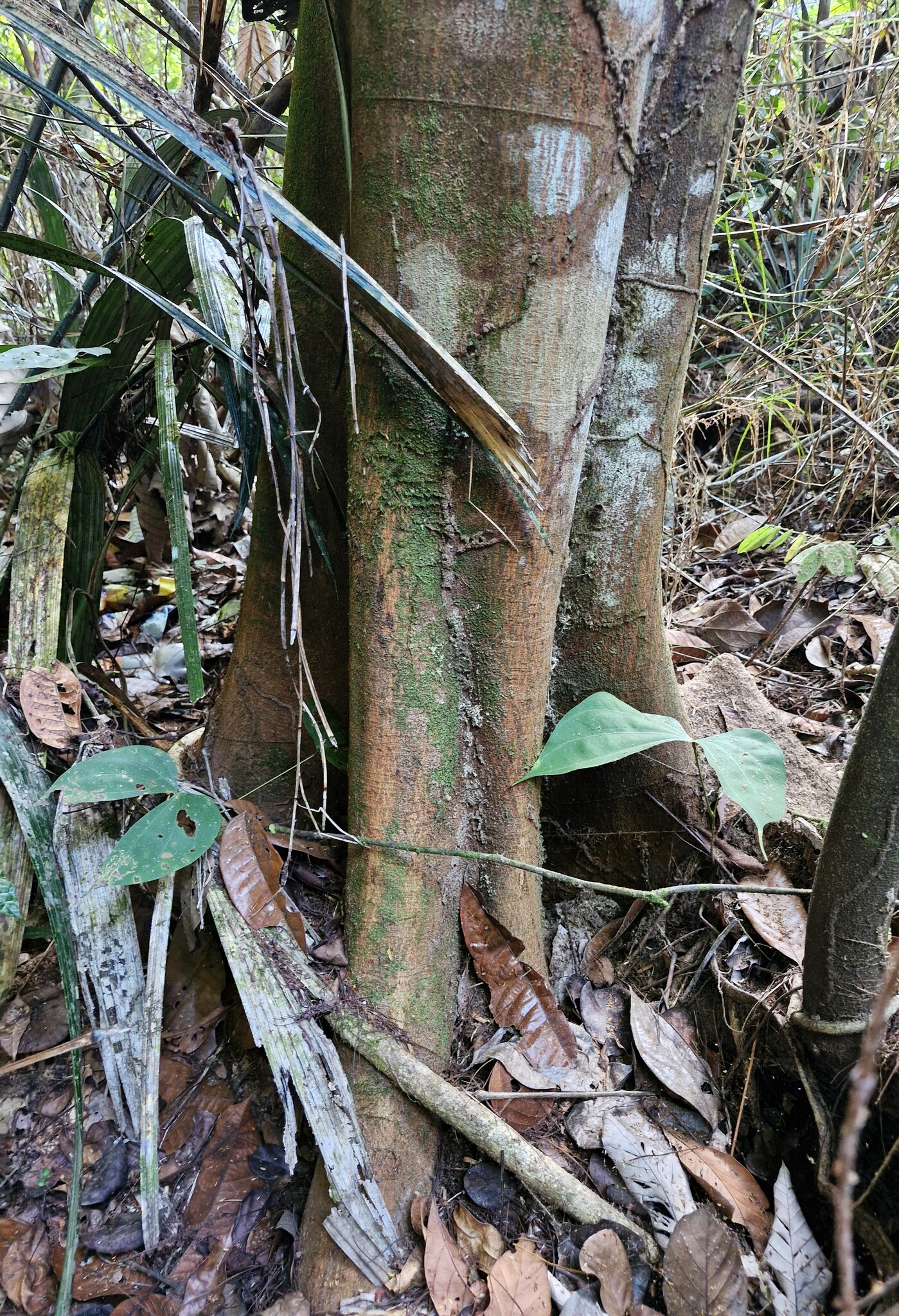 Imagem de Barbatimão