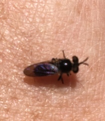 Cerotainia