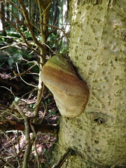 Fomitiporia hartigii