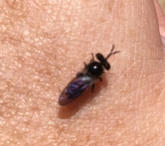 Cerotainia