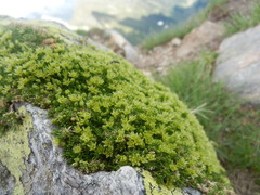 Cherleria sedoides