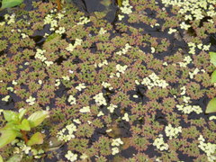 Azolla caroliniana