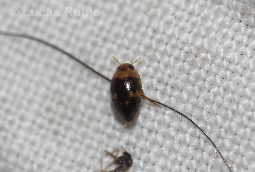 Suphisellus flavopictus