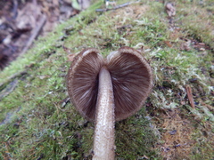 Pluteus umbrosus