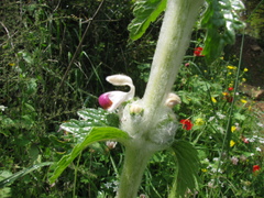 Phlomoides laciniata, photograph (c) Nachman bones, some rights reserved (CC BY)