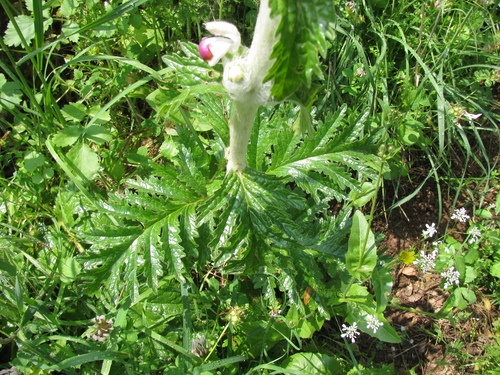 Phlomoides laciniata, photograph 2
