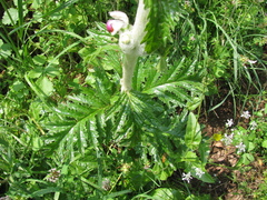 Phlomoides laciniata, photograph (c) Nachman bones, some rights reserved (CC BY)