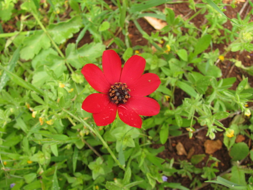 Palestine pheasant's eye (Adonis palaestina)
