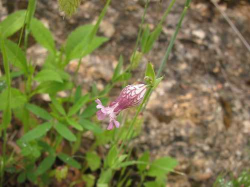 Image of Silene behen by (c) Nachman bones, some rights reserved (CC BY)