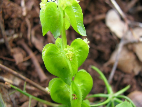 Image of Cruciata Articulata (Cruciata articulata) by (c) Nachman bones, some rights reserved (CC BY)