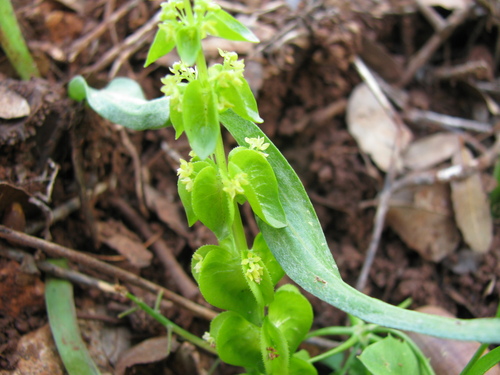 Image of Cruciata Articulata (Cruciata articulata) by (c) Nachman bones, some rights reserved (CC BY)