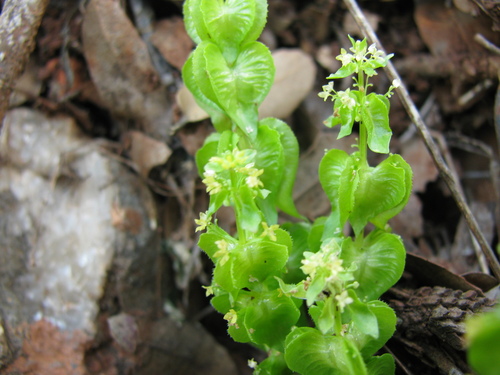 Image of Cruciata Articulata (Cruciata articulata) by (c) Nachman bones, some rights reserved (CC BY)