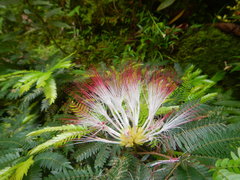 Calliandra surinamensis