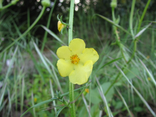 Verbascum orientale, photograph 5