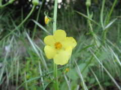 Verbascum orientale, photograph (c) Nachman bones, some rights reserved (CC BY)