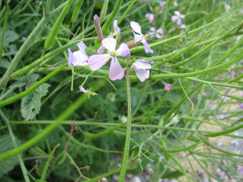 Beaked Radish (Raphanus rostratus)