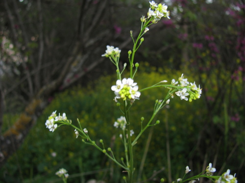 Abyssinian Kale (Crambe hispanica)