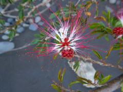 Calliandra surinamensis
