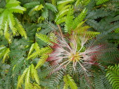 Calliandra surinamensis