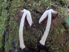 Pluteus umbrosus
