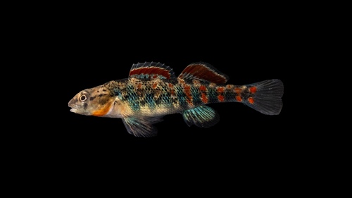 Orangethroat darter (Etheostoma spectabile) — Percidae — 2