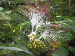 Calliandra surinamensis