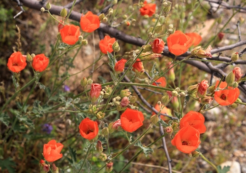 Image of Sphaeralcea laxa by (c) Gail A Baker, some rights reserved (CC BY)
