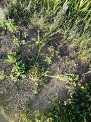Panicum miliaceum ruderale
