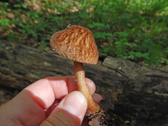 Pluteus umbrosus