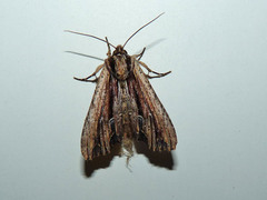 Apamea verbascoides