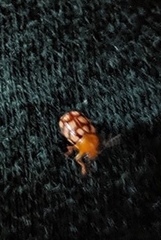 Cryptocephalus guttulatus