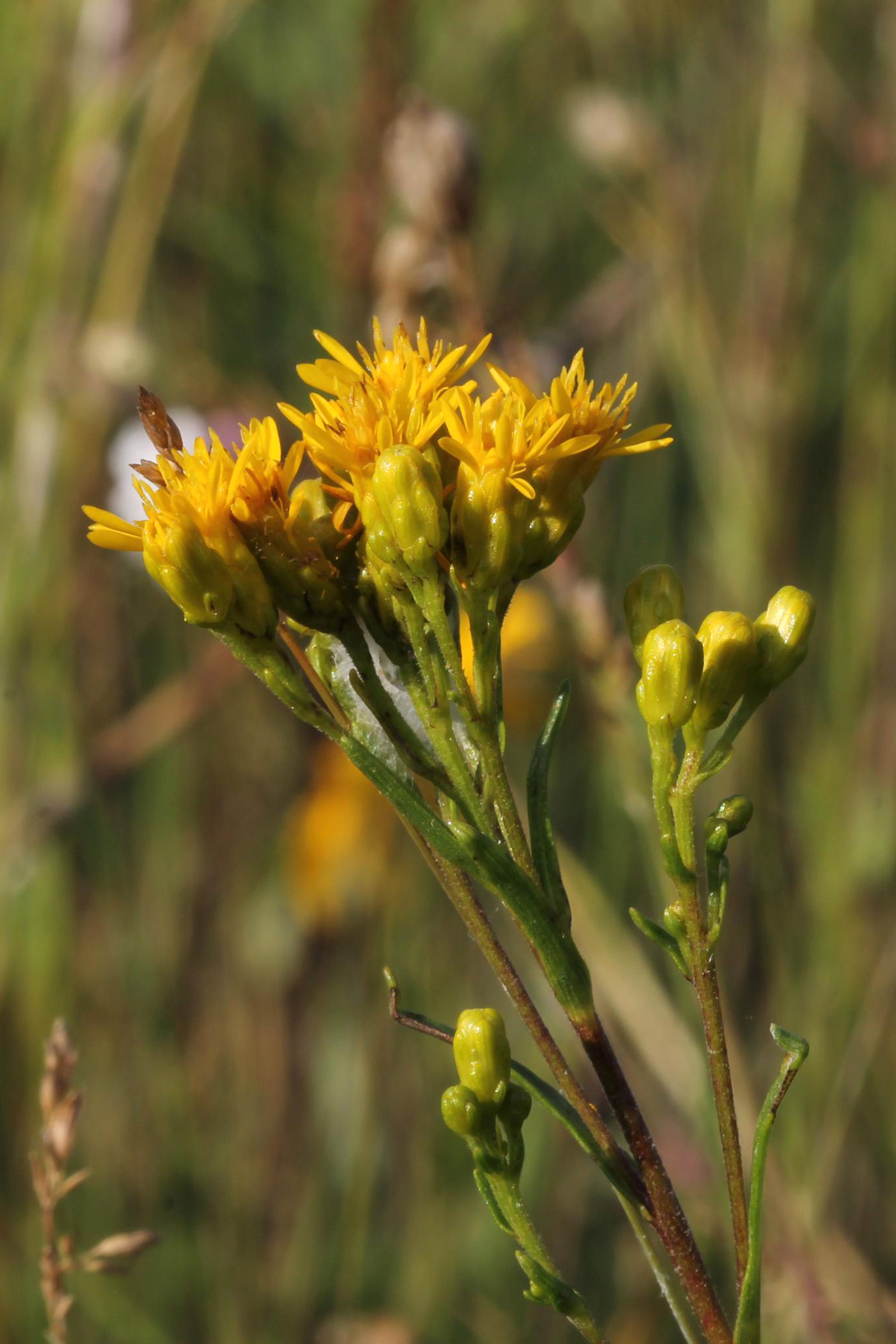 Solidago houghtonii