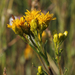 Houghton's Goldenrod - Photo (c) Rob Routledge, Sault College, Bugwood.org, some rights reserved (CC BY)