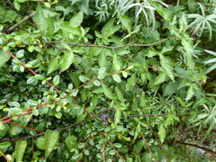 Solanum dulcamara