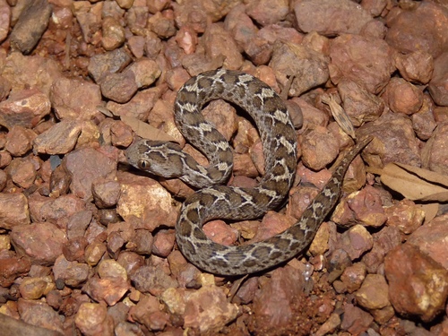 Saw-scaled Viper