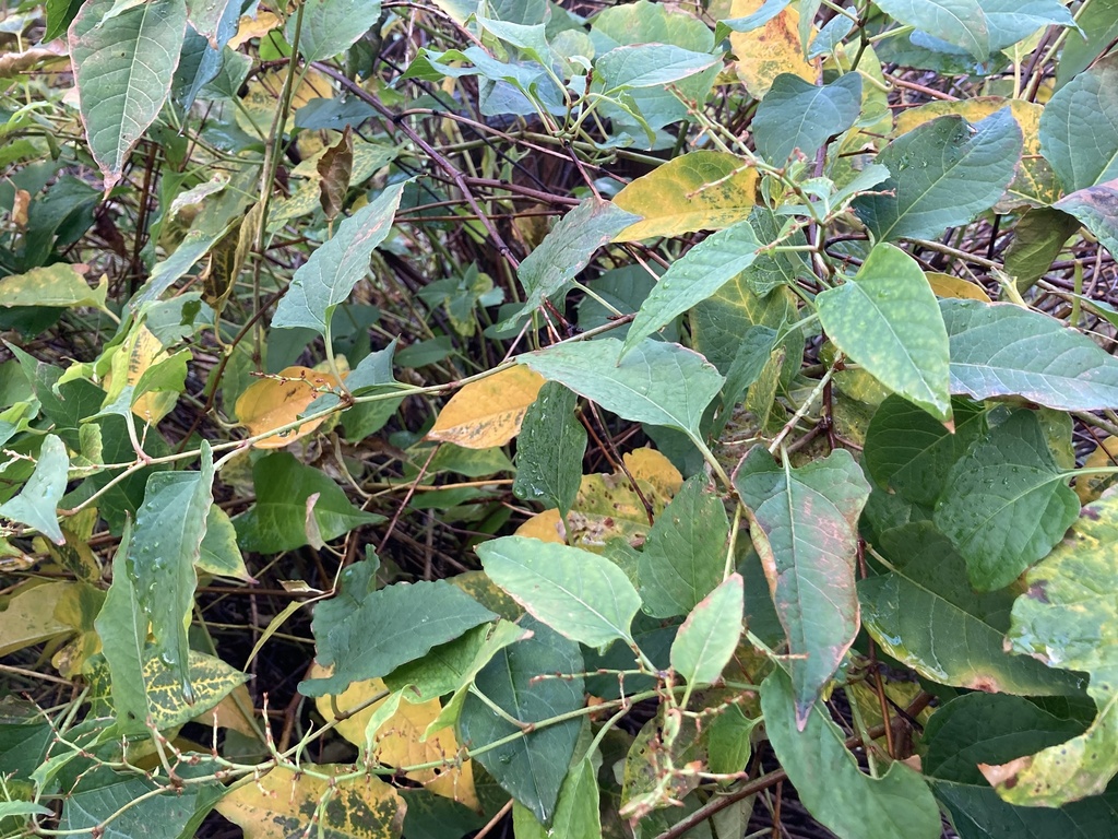 railway-yard knotweed