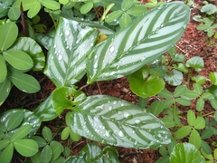Marantaceae