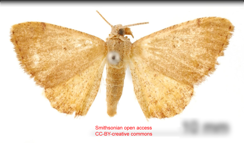 Cyclomia flavida