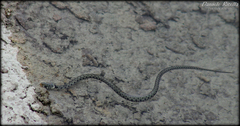 Natrix helvetica sicula