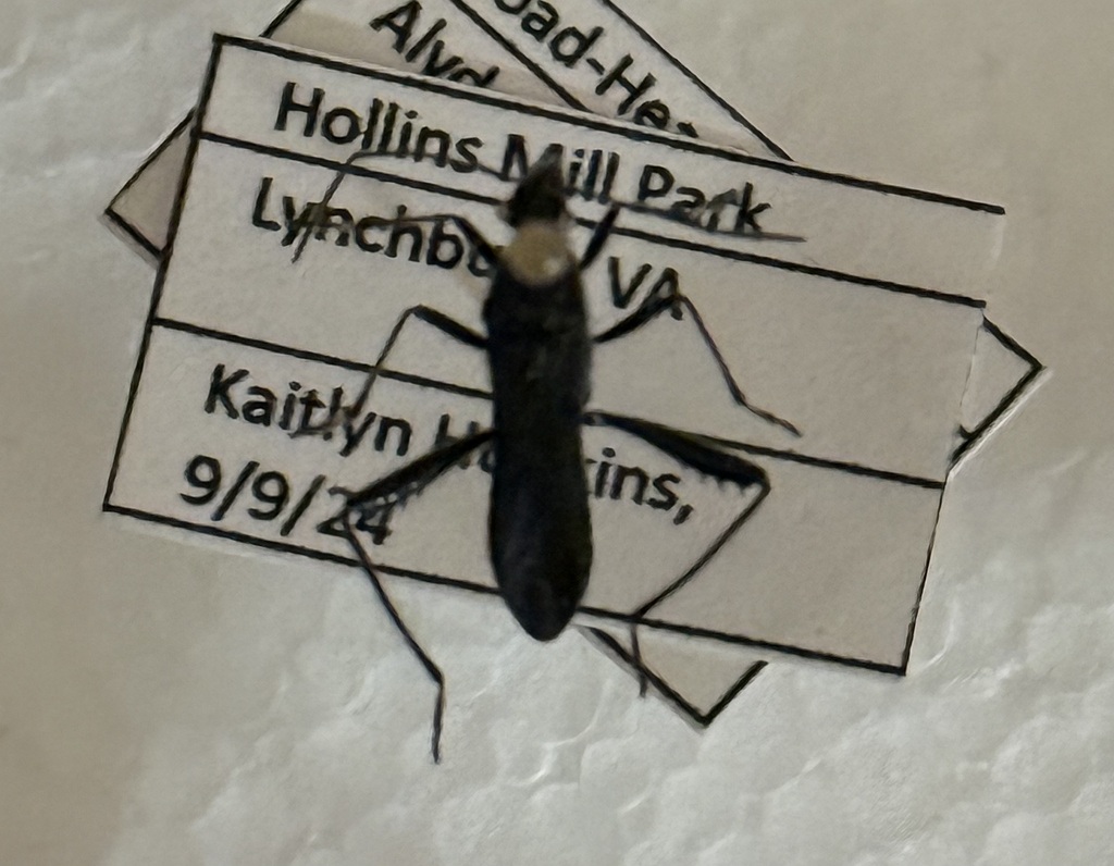 Alydus tomentosus