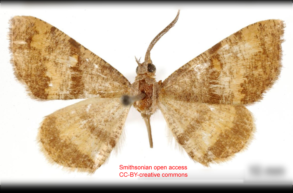 Cyclomia ocana