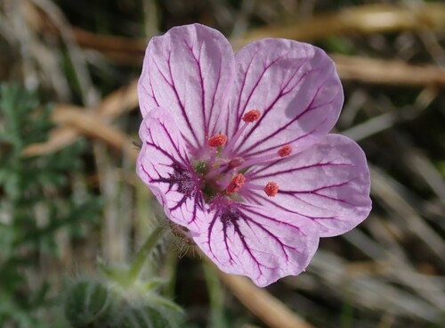 Image of Erodium foetidum by (c) Benoit NABHOLZ, some rights reserved (CC BY-SA)