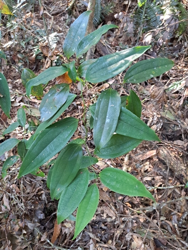 Smilax lanceifolia (Smilax lanceifolia)