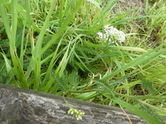 Achillea millefolium