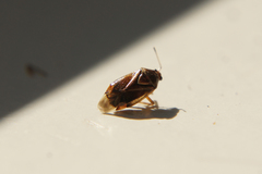 Deraeocoris flavilinea