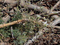 Sabulina nuttallii